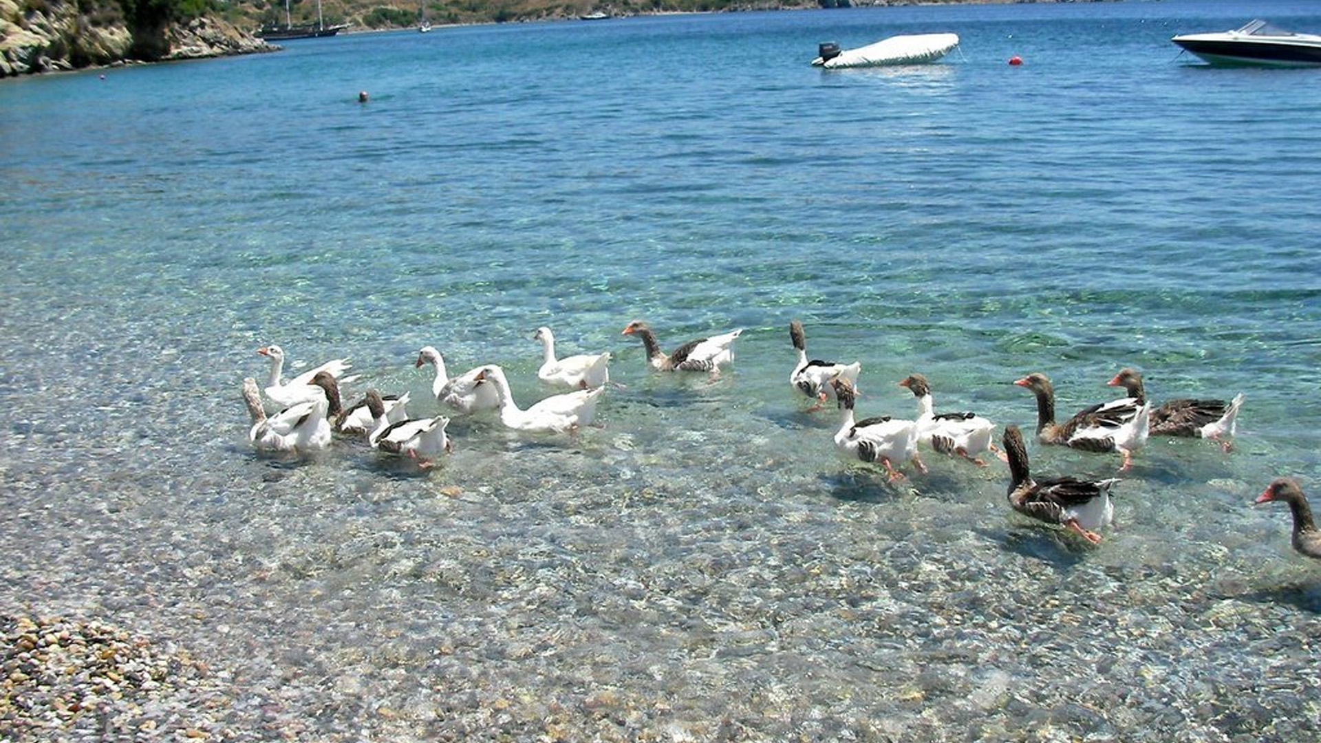 Kargı Koyu